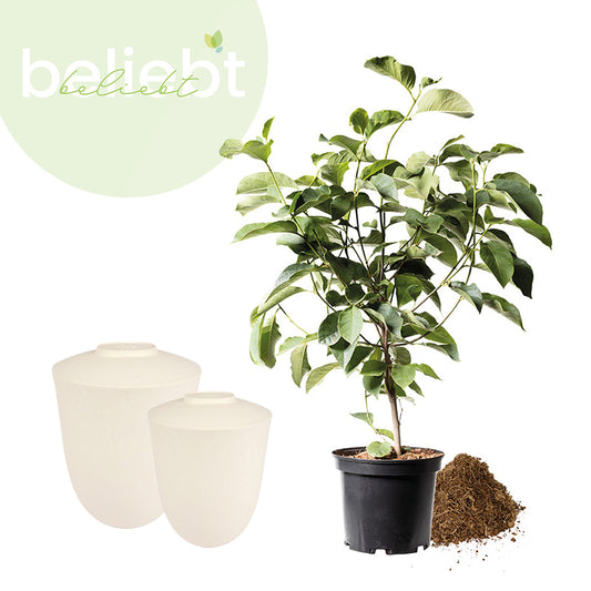 Biologisch afbreekbare dieren urn "Paw" en jonge boom