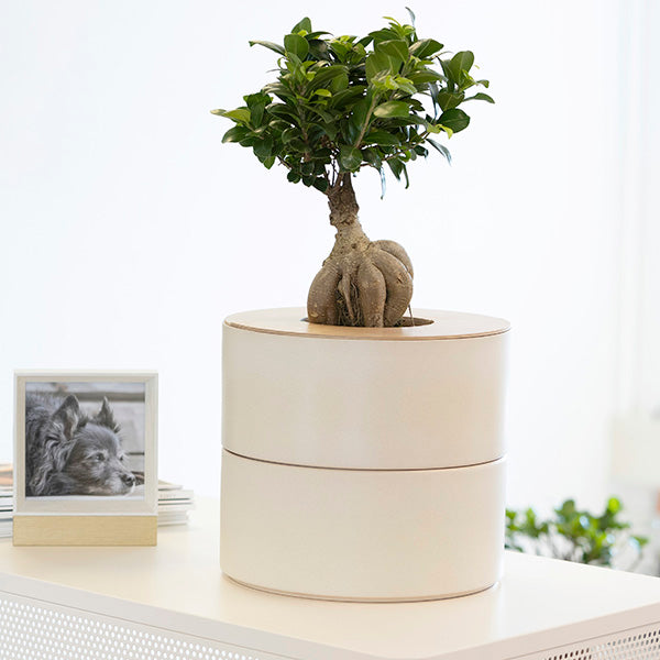 Tweedelige keramische Urn en Ginseng Bonsai (incl. linnen zak)