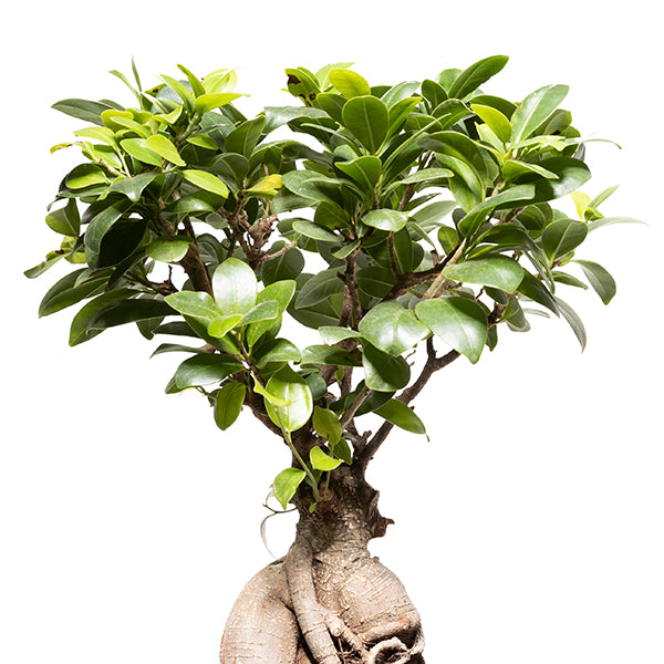 Tweedelige keramische Urn en Ginseng Bonsai (incl. linnen zak)