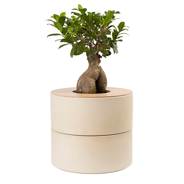 Tweedelige keramische Urn en Ginseng Bonsai (incl. linnen zak)