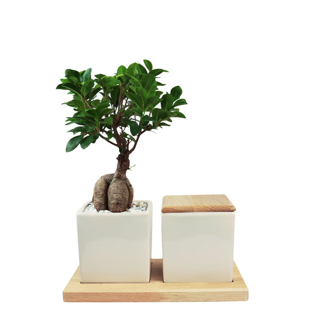 Keramische Urn en Ginseng Bonsai op Houten Dienblad