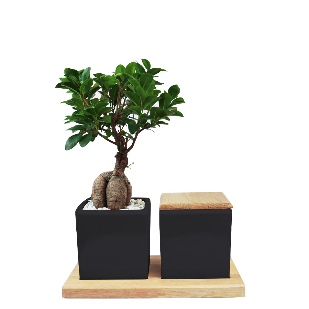 Keramische Urn en Ginseng Bonsai op Houten Dienblad
