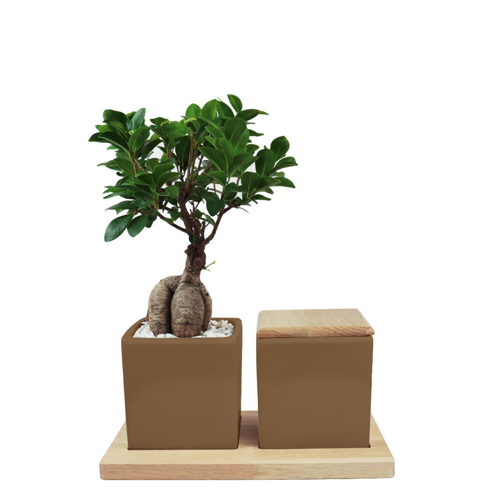 Keramische Urn en Ginseng Bonsai op Houten Dienblad