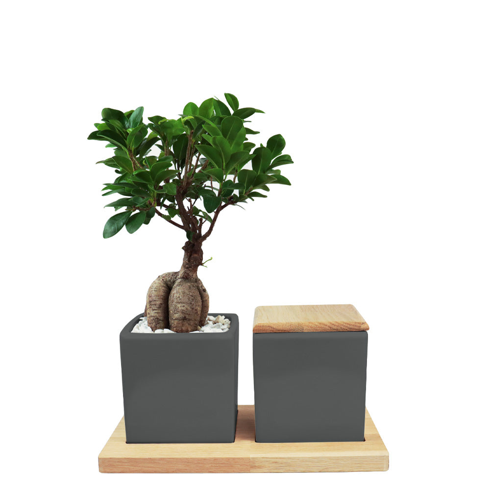 Keramische Urn en Ginseng Bonsai op Houten Dienblad