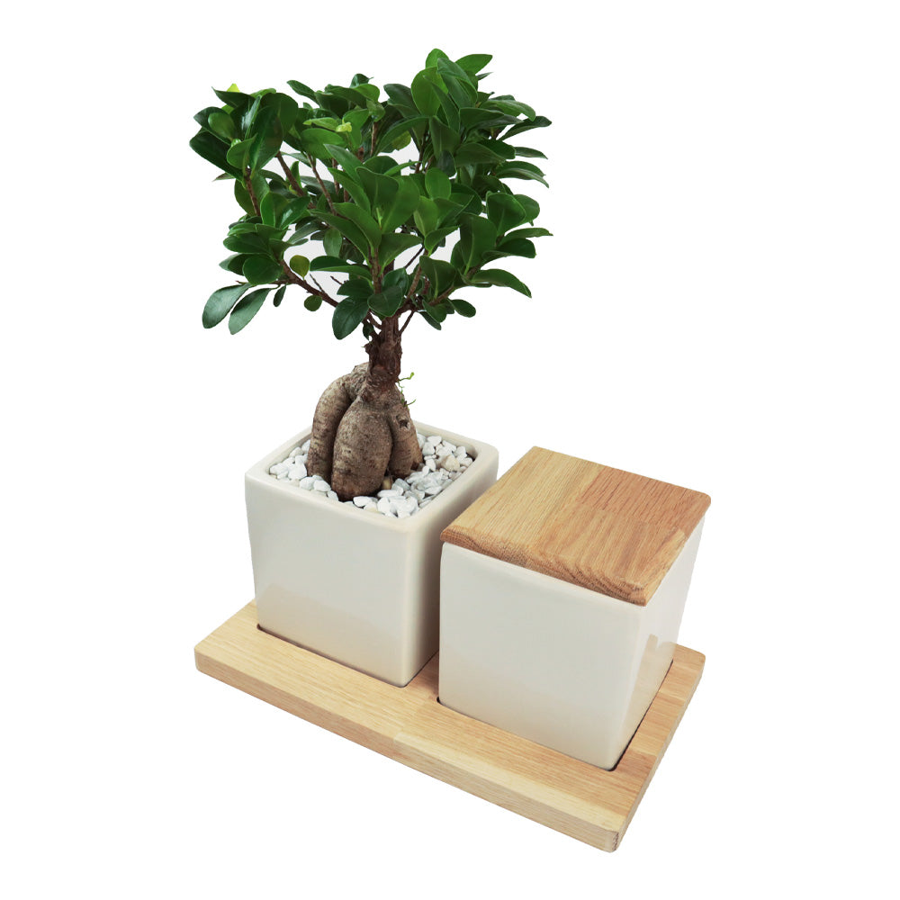 Keramische Urn en Ginseng Bonsai op Houten Dienblad