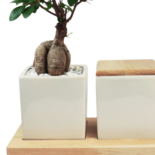 Keramische Urn en Ginseng Bonsai op Houten Dienblad