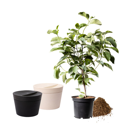 Biologisch afbreekbare dieren urn 'Pure' en jonge boom