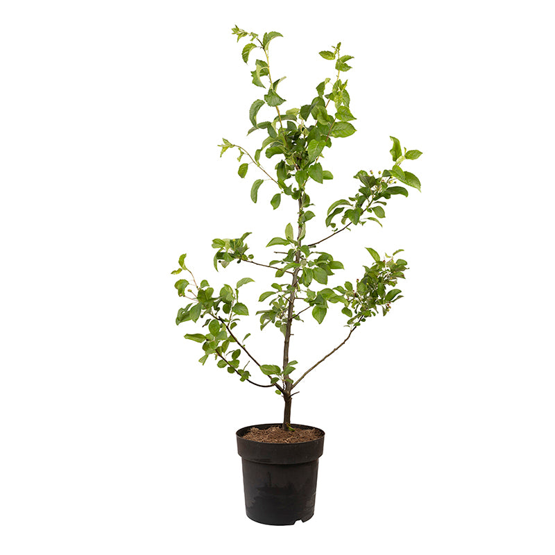 Biologisch afbreekbare dieren urn