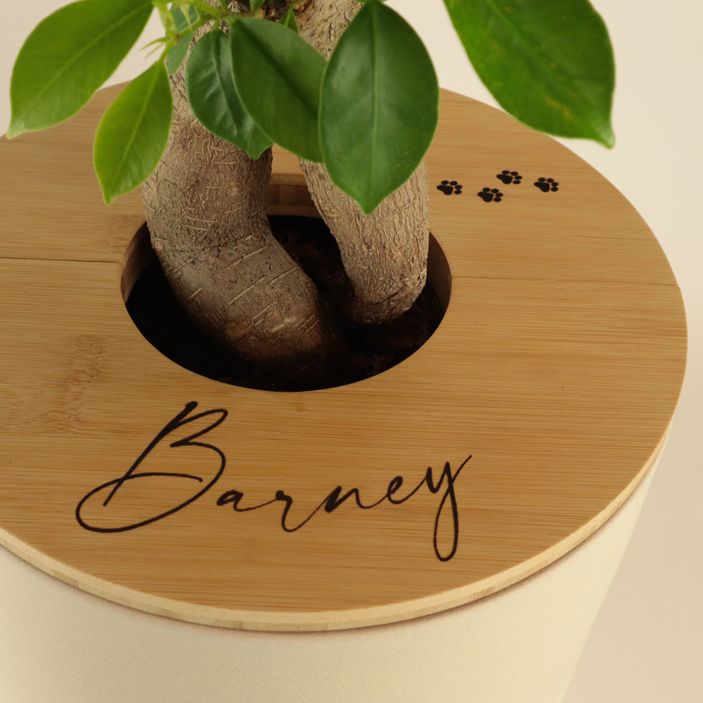 Tweedelige keramische Urn en Ginseng Bonsai (incl. linnen zak)