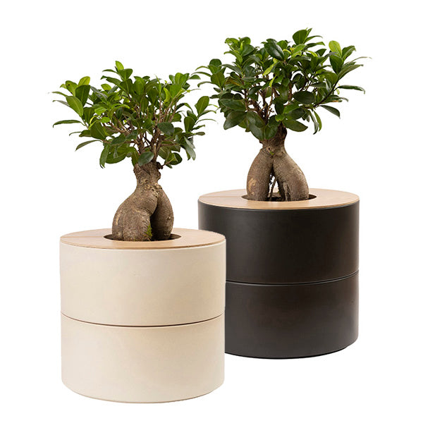 Tweedelige keramische Urn en Ginseng Bonsai (incl. linnen zak)