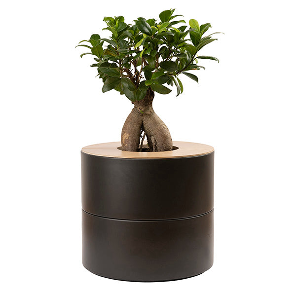 Tweedelige keramische Urn en Ginseng Bonsai (incl. linnen zak)