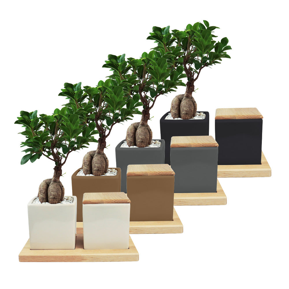 Keramische Urn en Ginseng Bonsai op Houten Dienblad